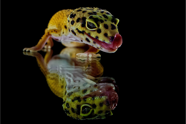 Leopard Geckos Dental Anatomy Do They Have Teeth