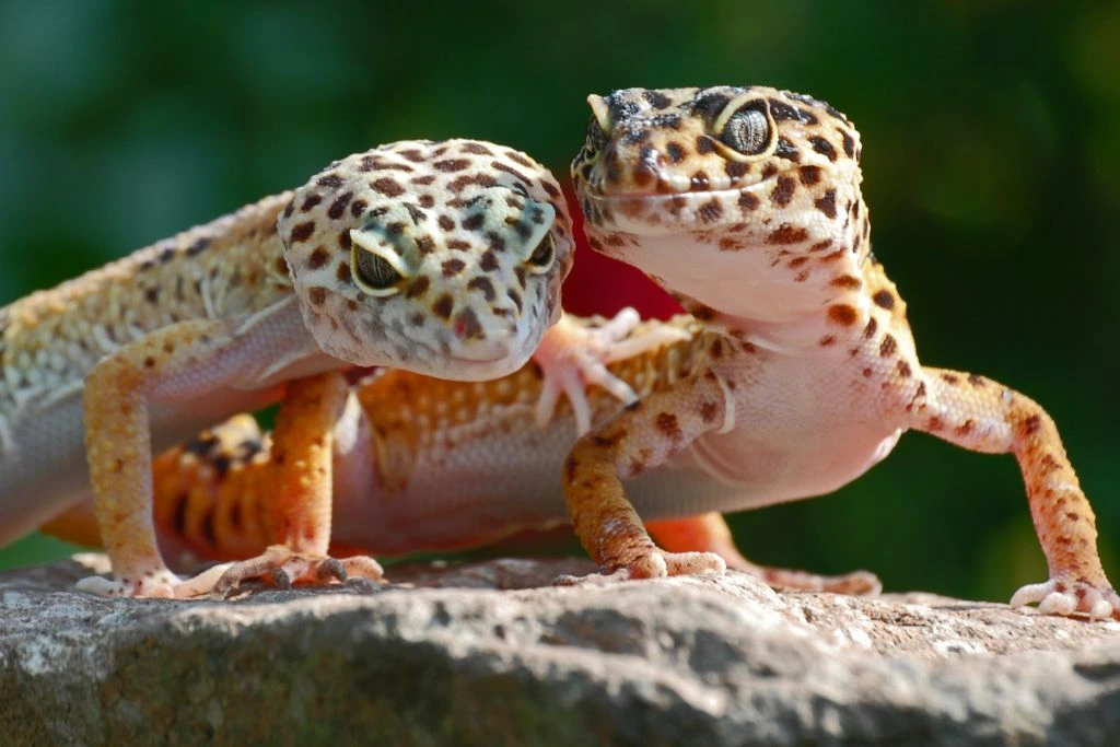 two leopard geckos observing their surrounding