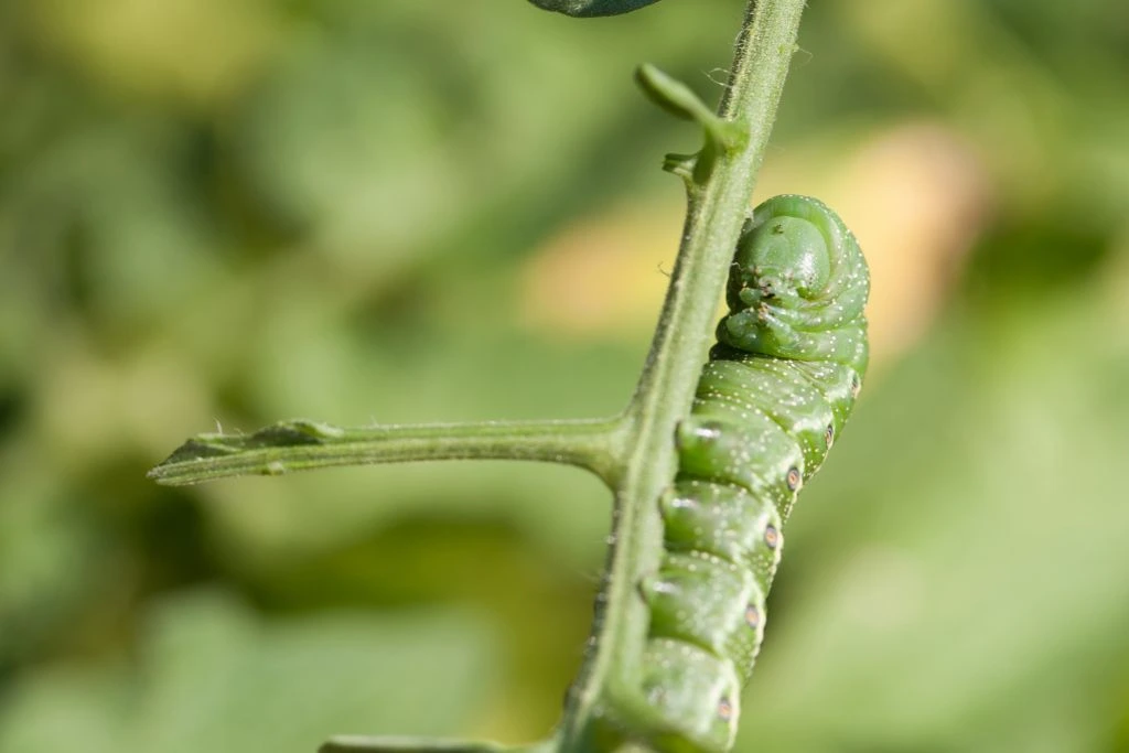 Hornworm climbing on plant stem