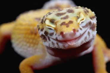 Leopard Gecko with cute facial expression on dark background