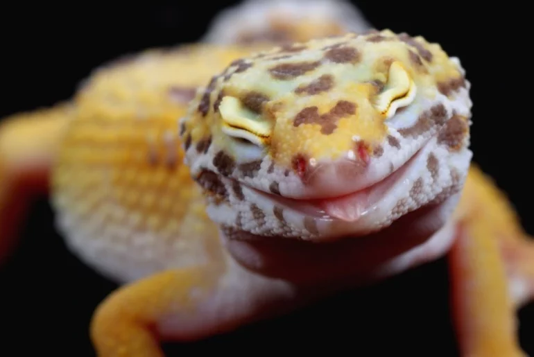 Leopard Gecko with cute facial expression on dark background