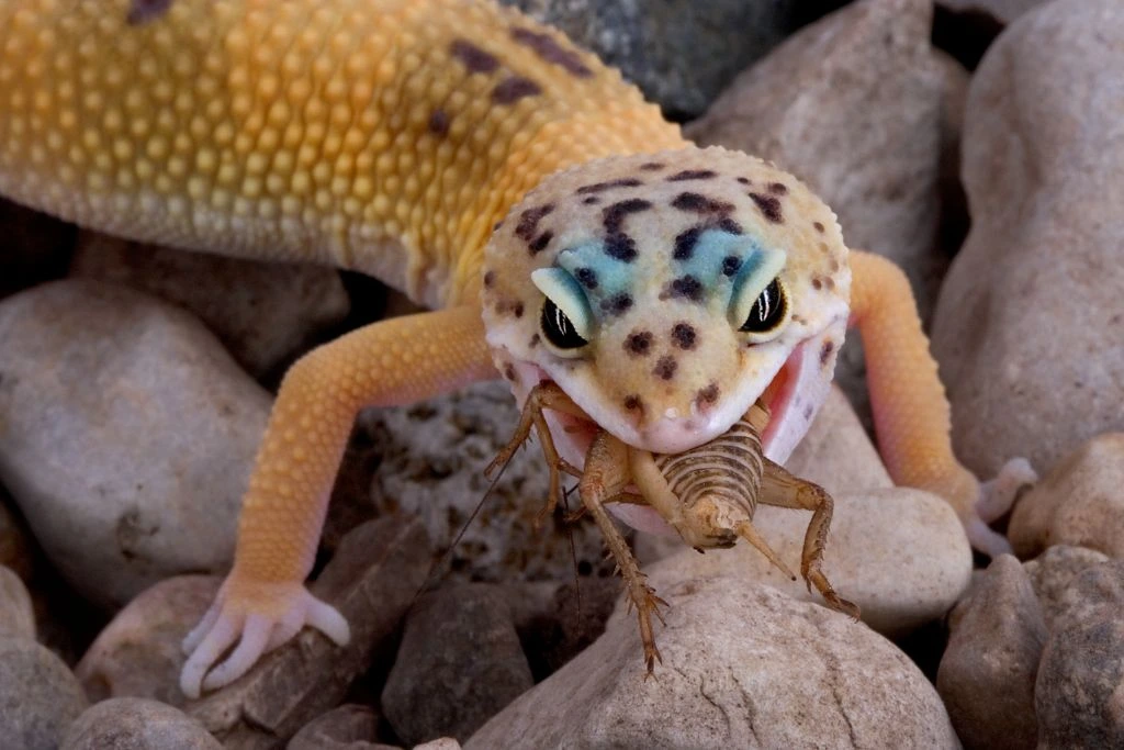 adult leopard gecko eating cricket