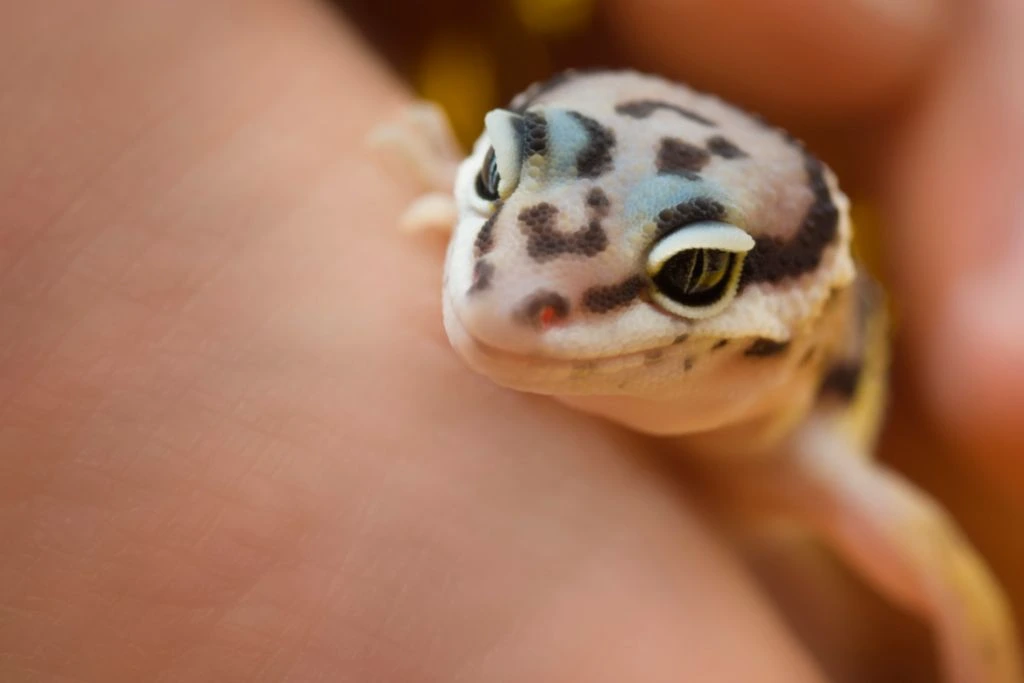 baby leopard gecko being held