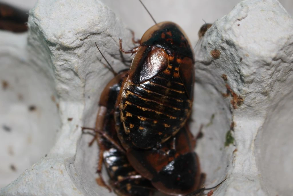 dubia roaches on egg tray enclosure
