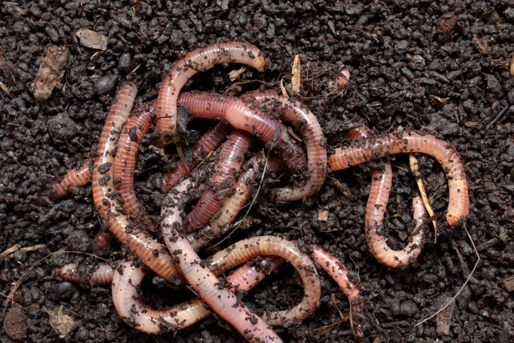 earthworms on dirt