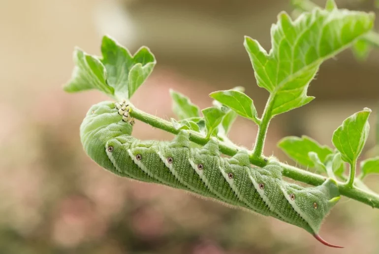 hornworm on tomato plant