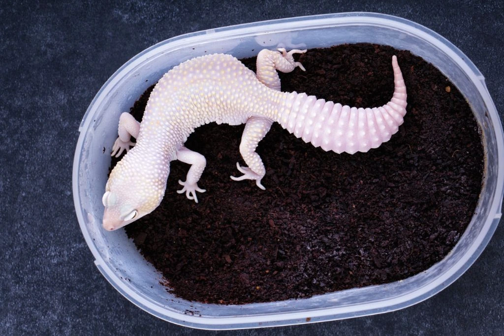 A Leopard Gecko inside of a plastic container 