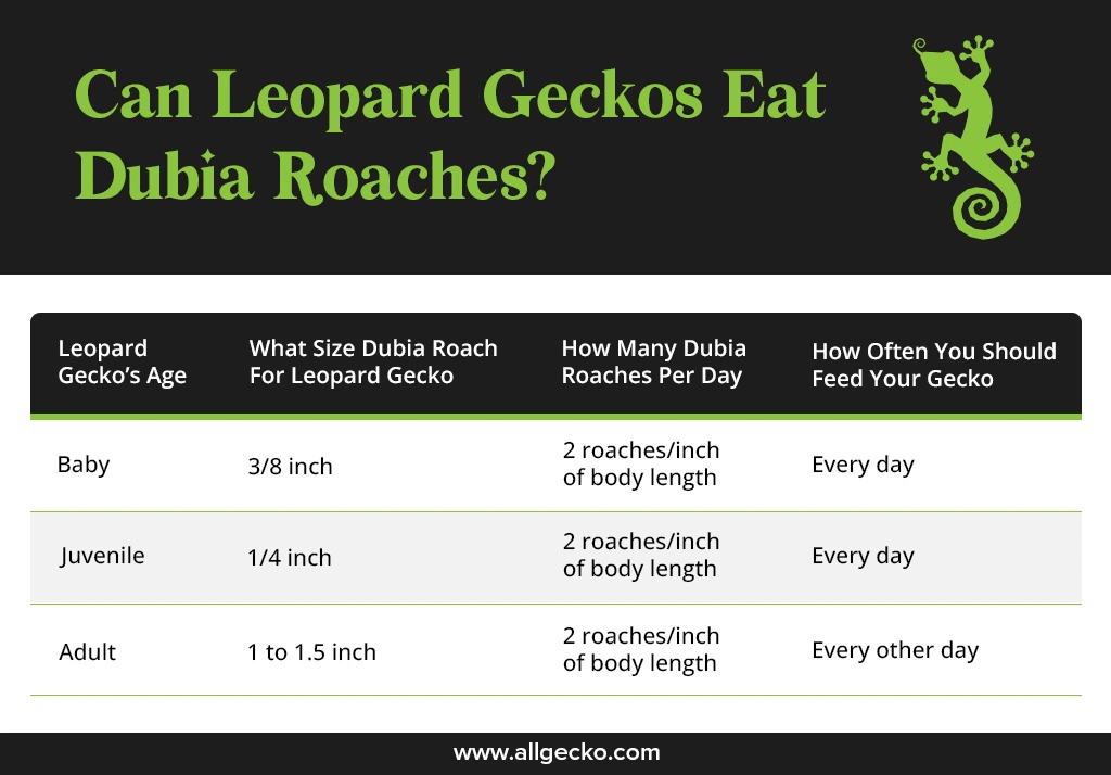 a designed table explains the number of dubia roaches a leopard gecko should eat, based on its age and eating frequency