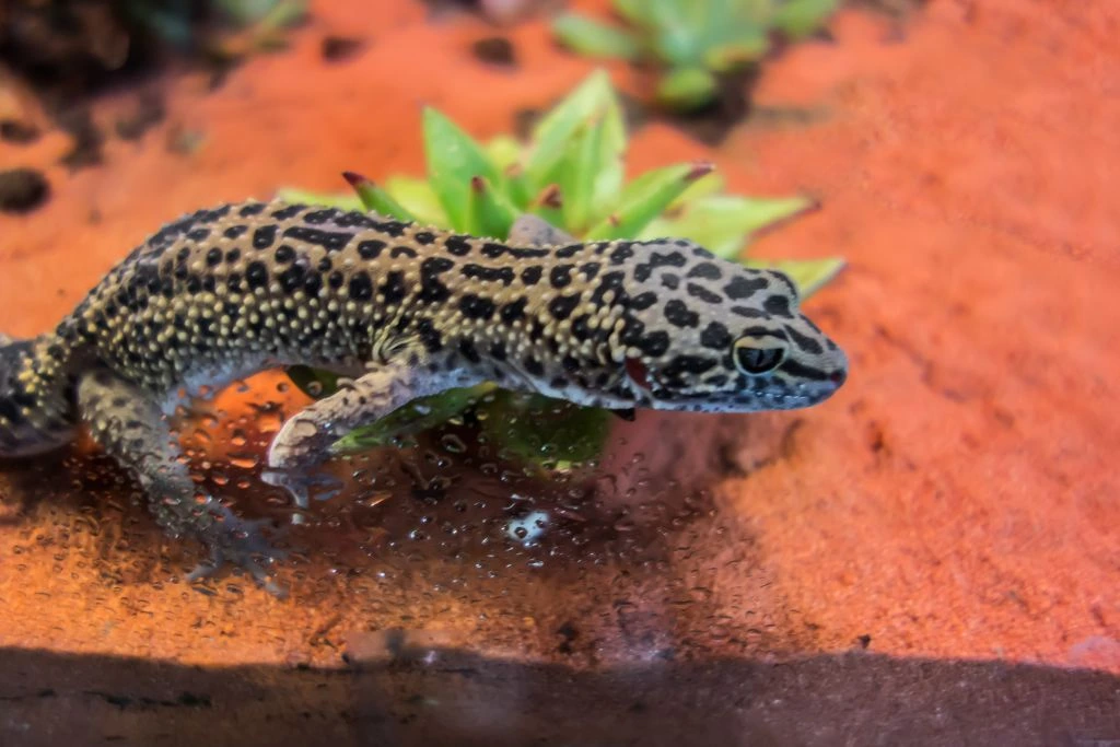 A leopard gecko on the sand with a plant beside it