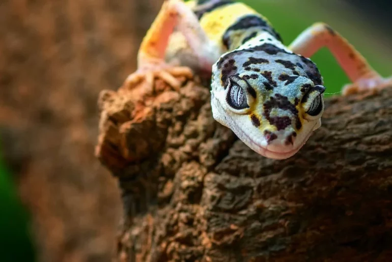 close up shot of a gecko resting on a wood