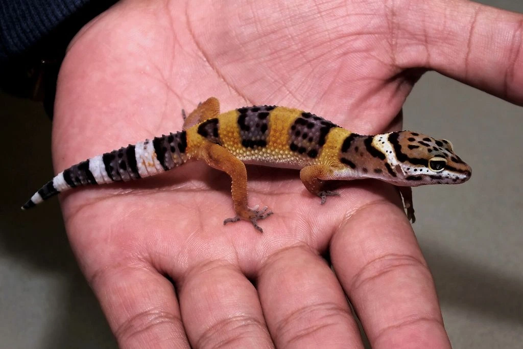 A small gecko was placed on the man's palm.