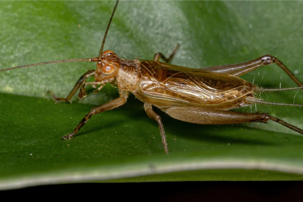 ground cricket on a leaf