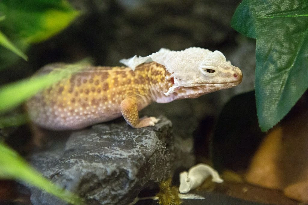 A leopard gecko molting on a rock