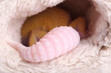 A leopard Gecko tail is outside the hole of the baby shoes