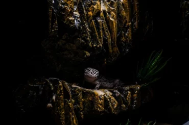 A Leopard Gecko on a rock in its habitat