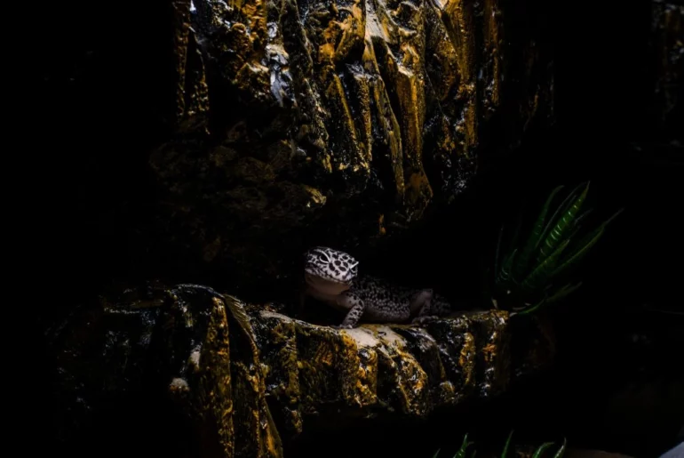 A Leopard Gecko on a rock in its habitat