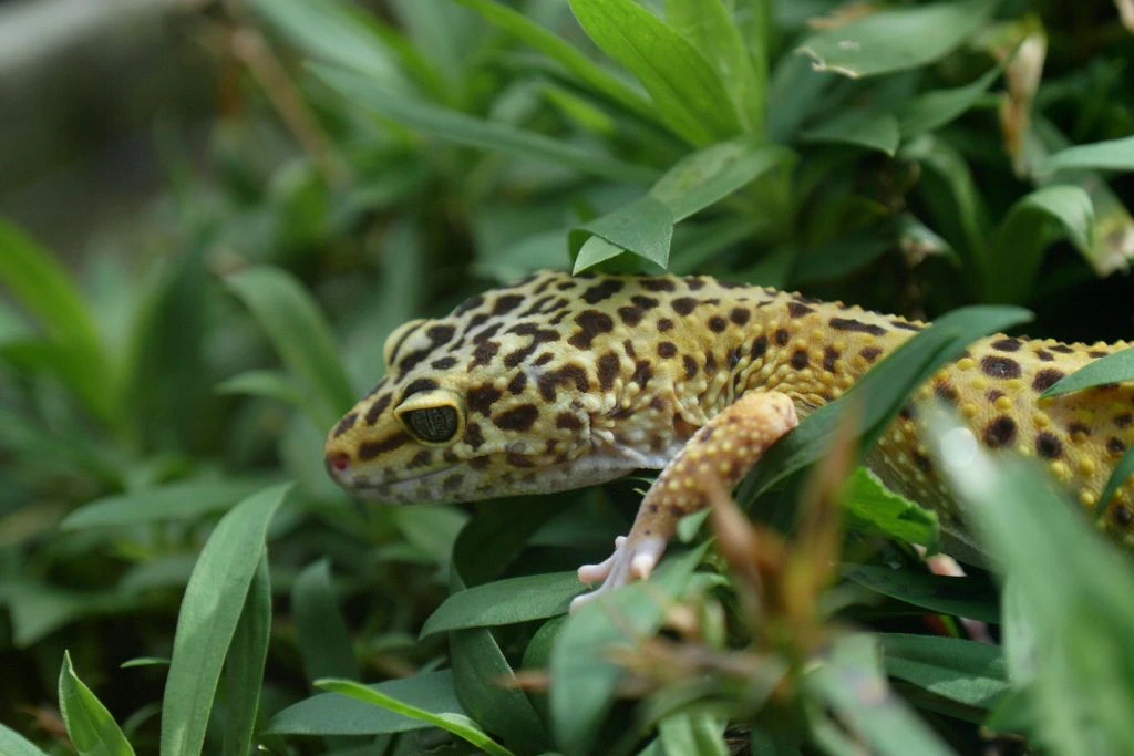 A leopard gecko on the leaves of a plant