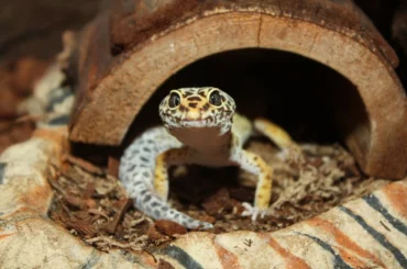 A leopard gecko outside its hideout