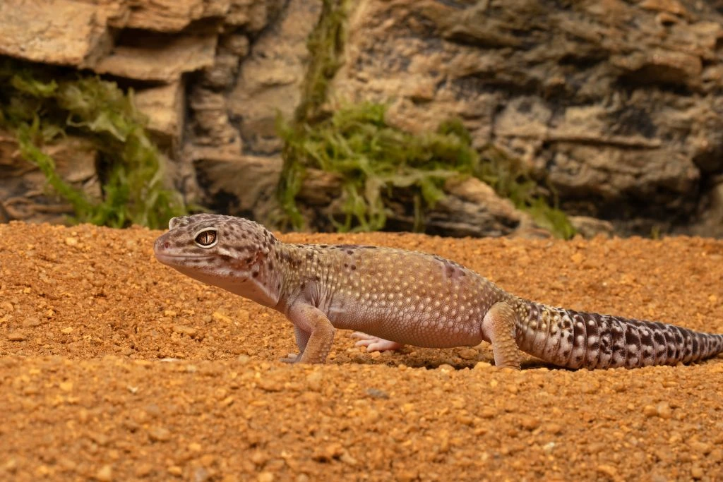A leopard Gecko standing on the sand