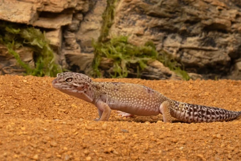 leopard gecko crawling on sand