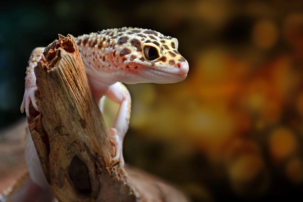 leopard gecko on the hunt