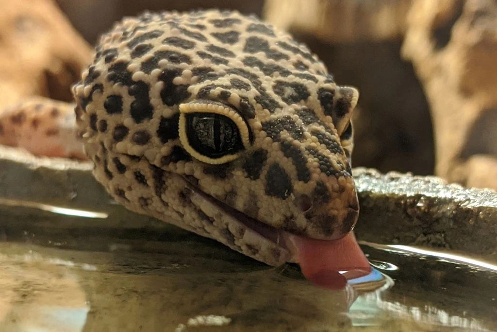 A leopard gecko drinking water