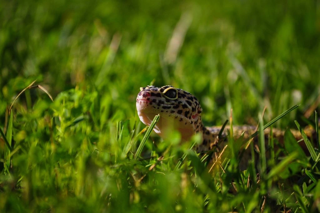 A leopard gecko on the grass