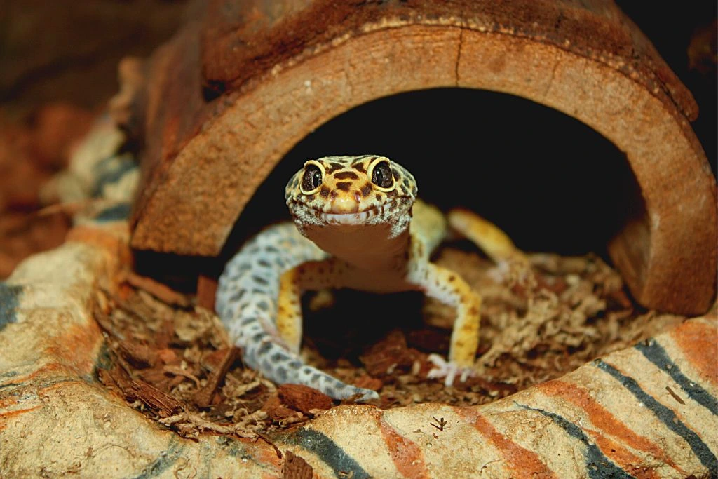 small gecko crawling on his place
