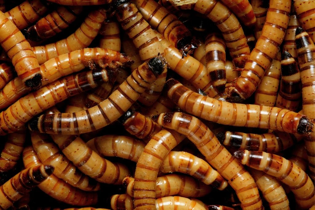 close up photo of superworms