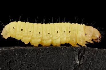 close up look at wax worm crawling on top of dark wood platform