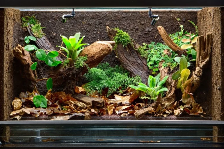 A vivarium with plants, wood, and tree leaves