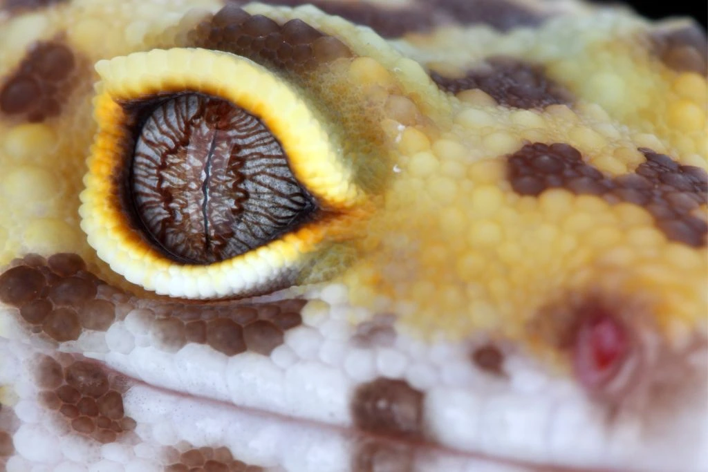 close up of a leopard gecko eye