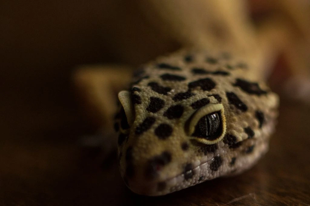 leopard gecko in a dim lit area