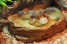 A Leopard gecko on a rock inside of a rock bowl with water