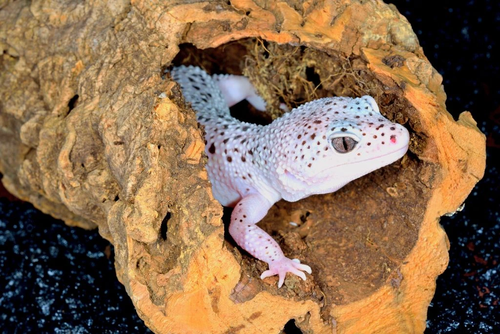 leopard gecko inside a tree trunk