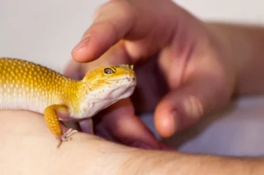 model petting a leopard gecko with his right index finger