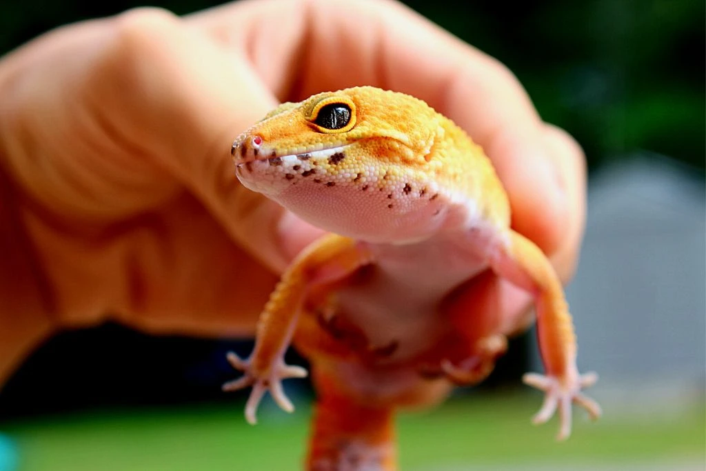 a person holding a small gecko on his hand