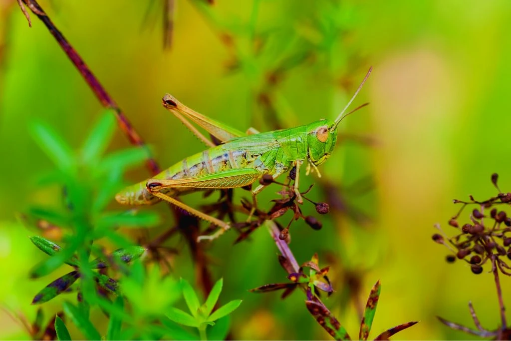 grasshopper resting on a stem of aplant