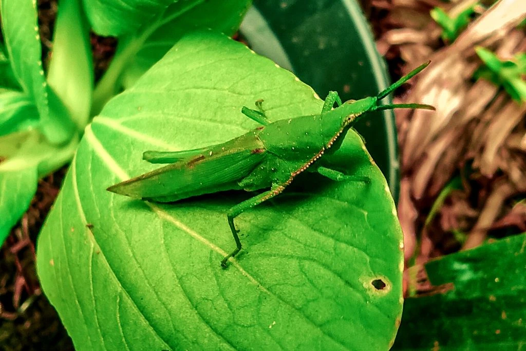 grasshopper resting on a big green leaf in an outdoor setup