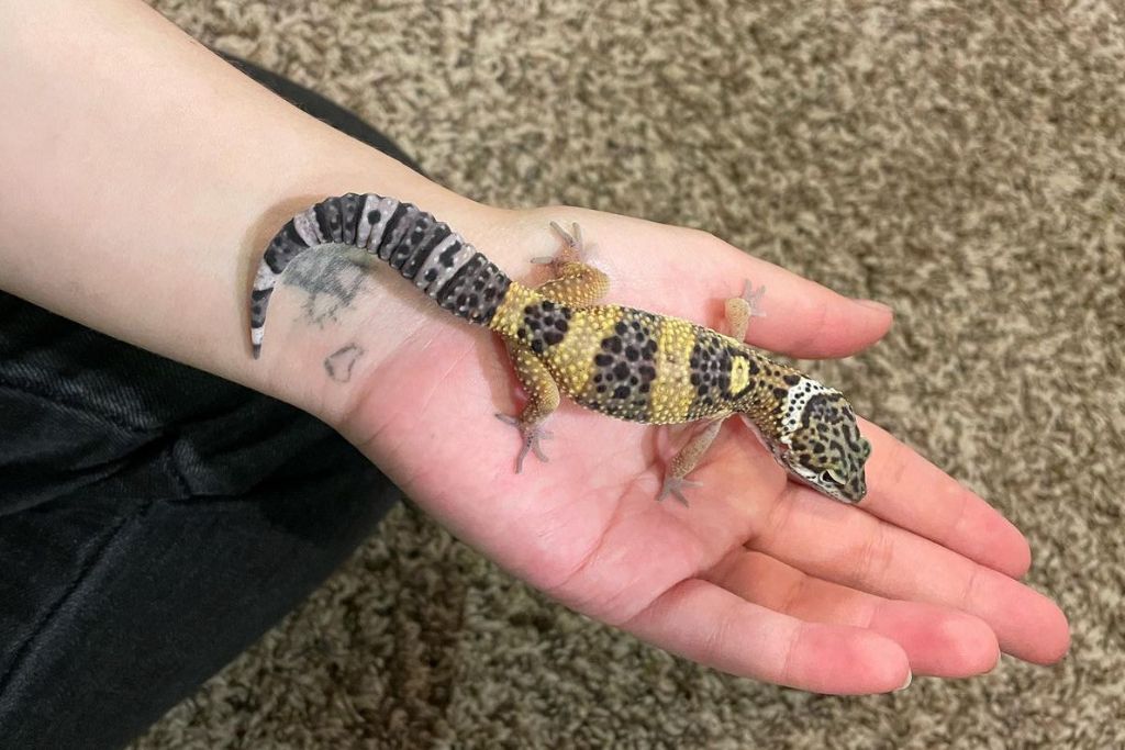 Aberrant leopard gecko on the palm of a hand