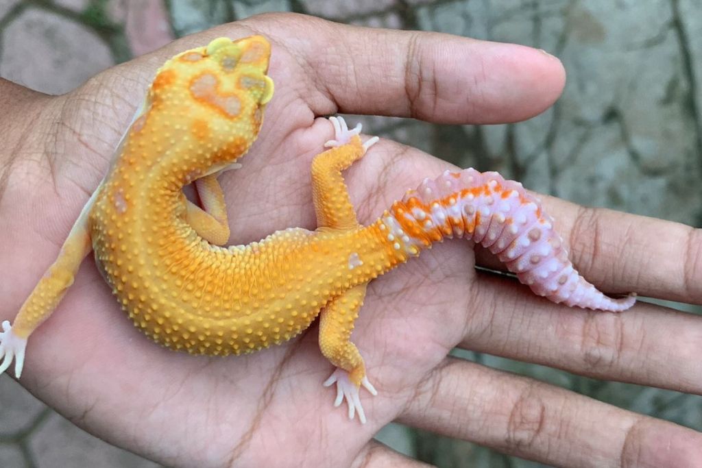 Aptor Leopard Gecko on the palm of a hand