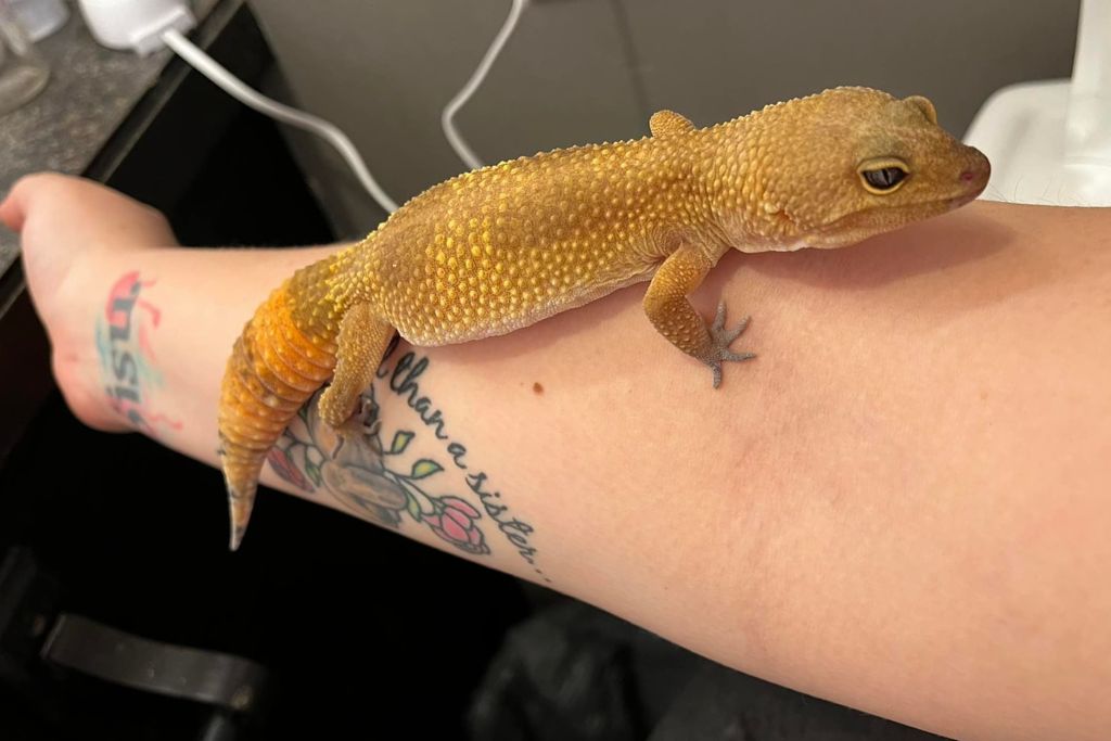 Baldy leopard gecko on the arms