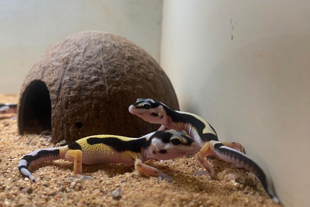 Bandit leopard gecko on a sand substrate with coconut hut