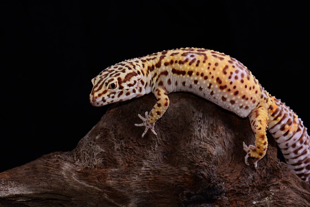 Bell Albino Leopard Gecko on an aquarium driftwood