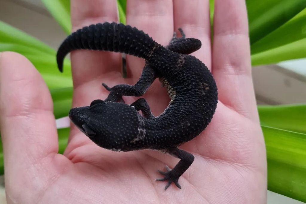 Black Night Leopard Gecko on palm of the hand