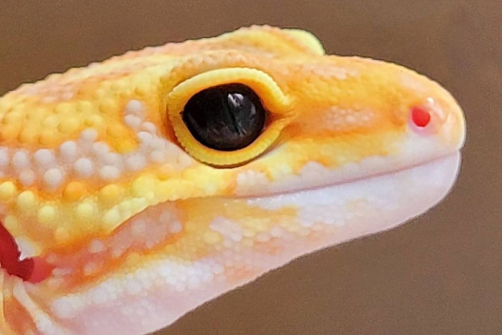 Blue Amber Eye leopard gecko close up look