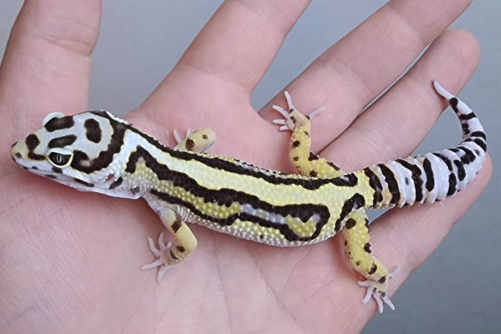 Bold Stripe leopard gecko on the palm of a hand