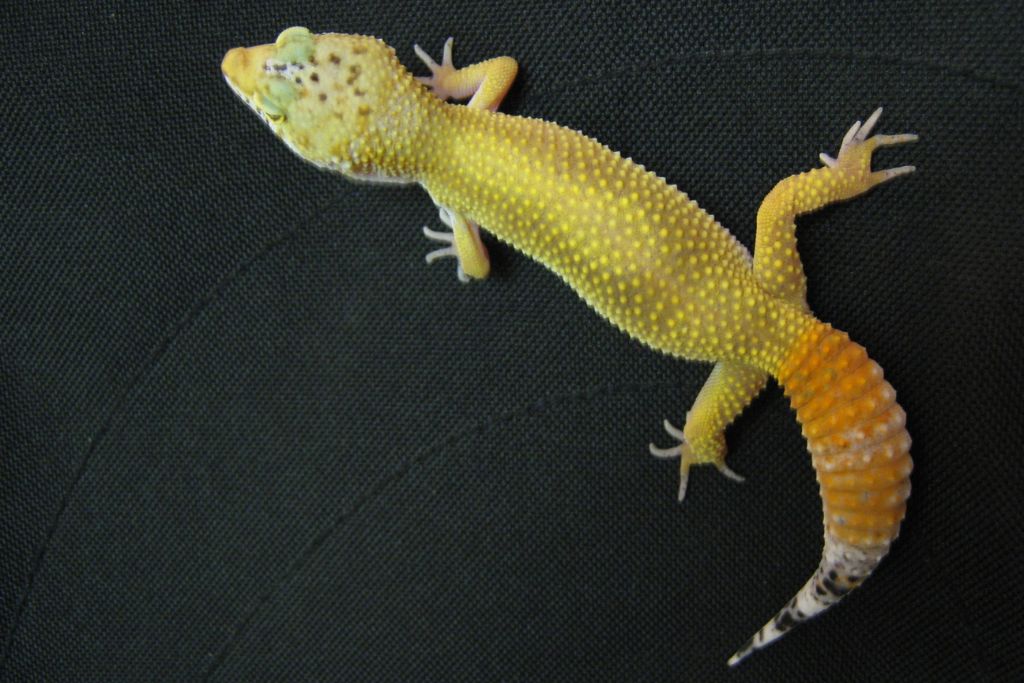 Carrot-Tailed Leopard Gecko on a black clothe