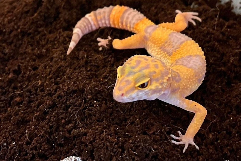 Fancy Leopard Gecko crawling on a soil substrate