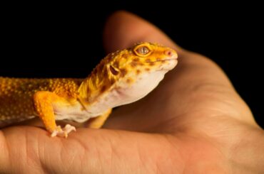 A pet gecko lizard resting on a hand.